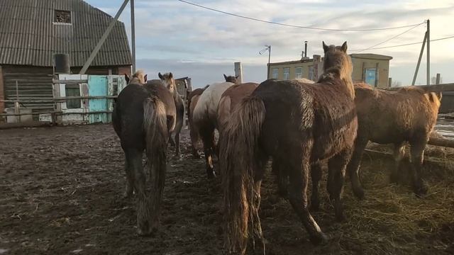 жеребец догнал и сделал кобылу