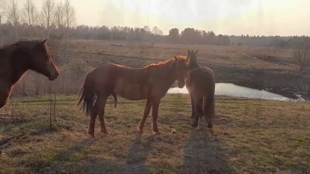 ПЕРВАЯ СЛУЧКА ЖЕРЕБЦА 1,8 МЕСЯЦЕВ С КОБЫЛОЙ!!!!!