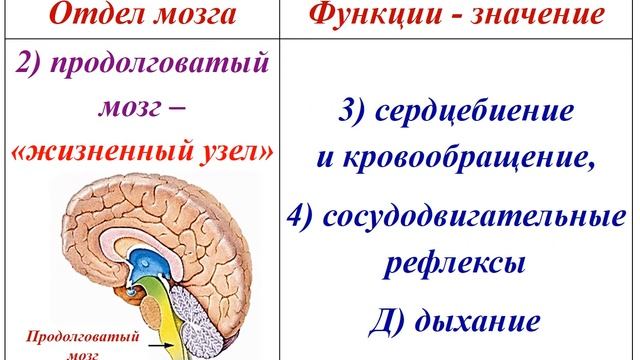 Строение и функции головного мозга