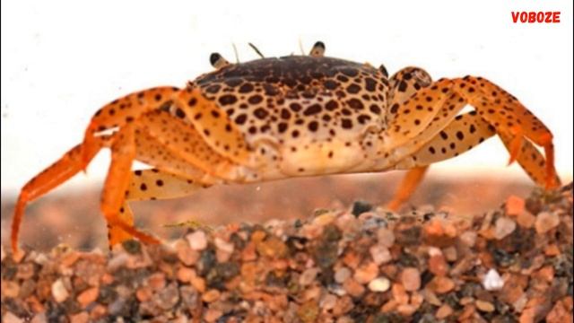 Аквариумный Леопардовый Краб Содержание Чем кормить и Совместимость