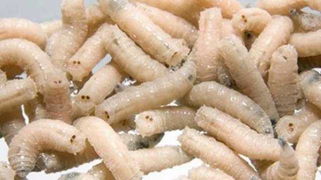 Как подготовить опарыша для рыбалки. Ароматный опарыш.
