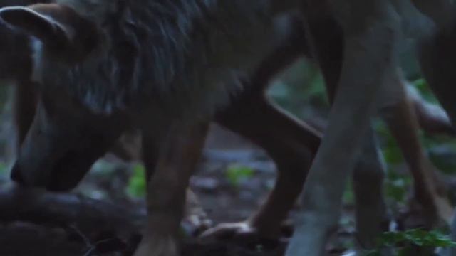 КАК УСТРОЕНА СТАЯ ВОЛКОВ | Иерархия волчьей стаи