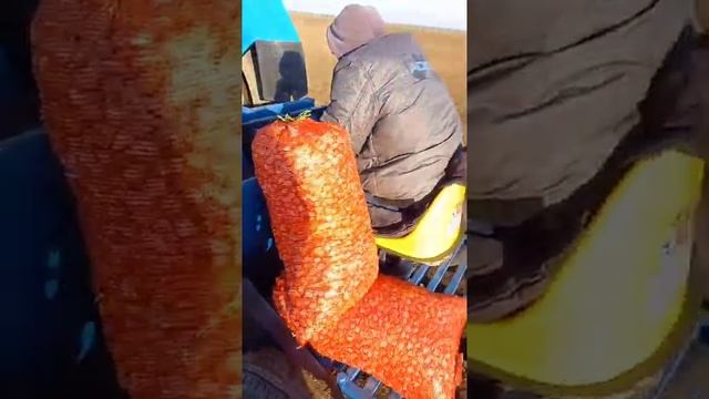 Чеснокосажалка ТМЗ РЕСУРС в работе 2021 г  Туляк 4а  , отзывы фермеров