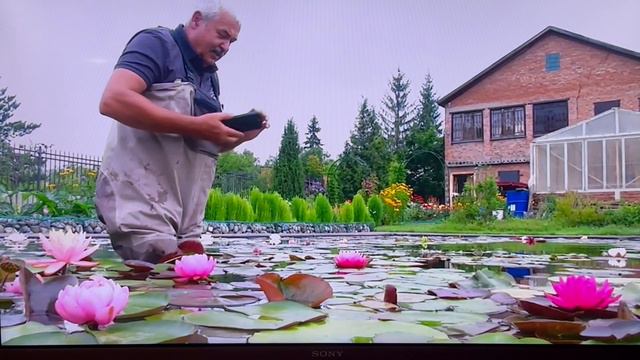 Самое время. В гостях в питомнике Сибирская Кувшинка.