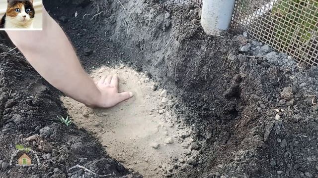 Когда сажать нарциссы осенью. Размножение нарциссов делением луковиц