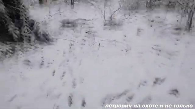 загонная охота на косулю