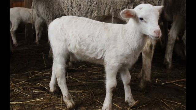 Овцеводство как бизнес для начинающего фермера / Разведение овец в домашних условиях