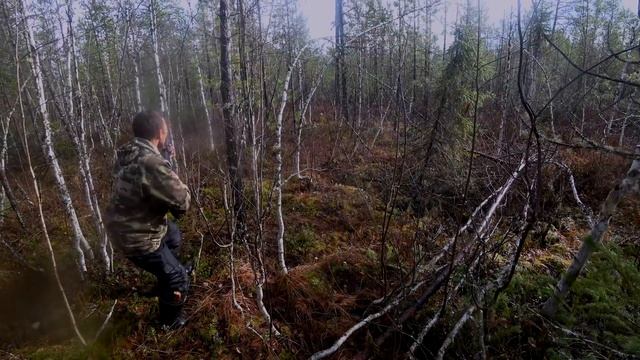 Золото Тайги . Охота на крупного медведя самца !