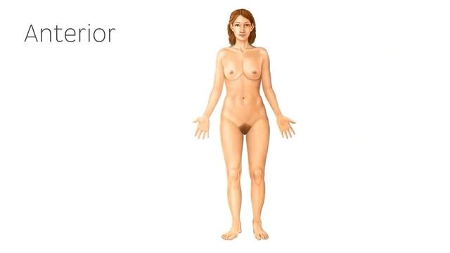 Анатомия поверхности тела женщины (предпросмотр) - Анатомия человека | Kenhub