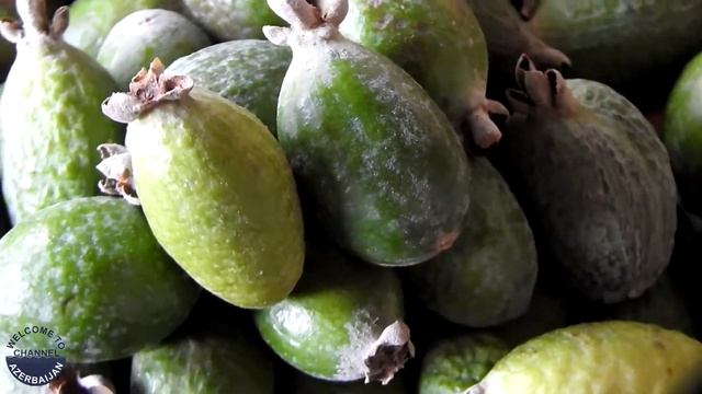 Что за фрукт фейхоа и как его едят / Fruits of Azerbaijan - Feijoa