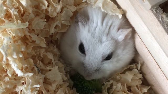 部屋から出ずに少しでも楽して食べたいハムスター。しろみとパンのおやつタイム♪