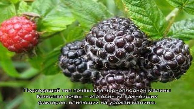 Черная малина — посадка и уход