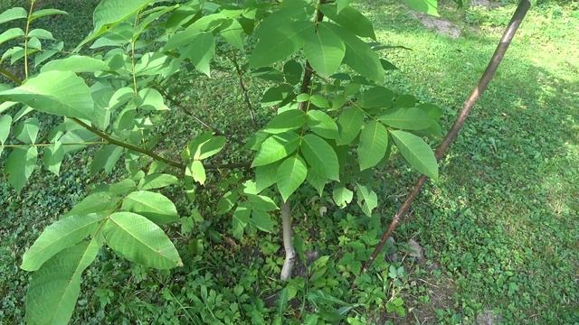 Выращивание грецкого ореха в Подмосковье