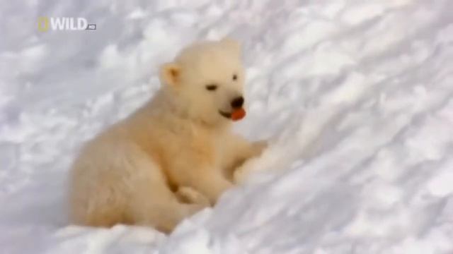 Суперхищники: Полярный белый медведь