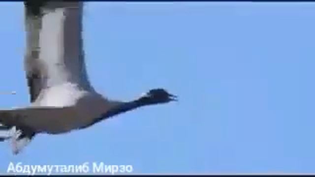 Sherali Juraev-Turnalar/Шерали Жураев-Турналар