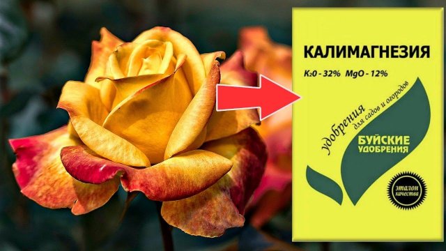 Дайте розам калимагнезию осенью в сентябре! Люди будут останавливаться чтобы сфоткать ваши цветы!