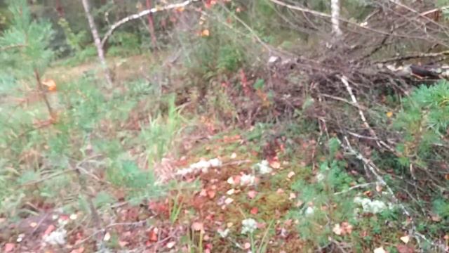 чудеса природы, дары осени...