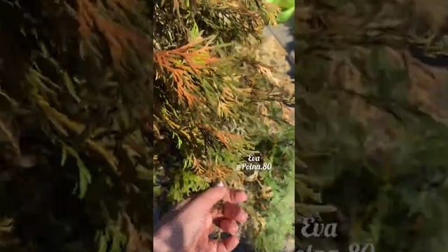 БОЛЕЗНИ ТУЙ? ЛЕЧЕНИЕ