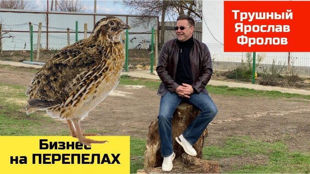 Перепелиный бизнес - как я занимался бизнесом на перепелках | Трушный канал Ярослава Фролова