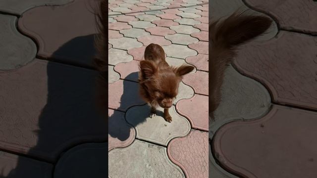 petal_20230521_152028.mp4