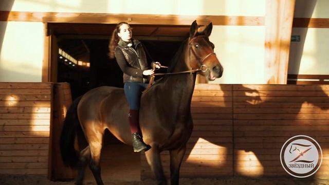 Как сблизиться с лошадью и найти общий язык. Язык лошадей