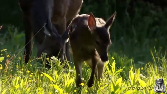 РЕЛАКС - КРАСИВОЕ ВИДЕО ПРИРОДЫ С МУЗЫКОЙ