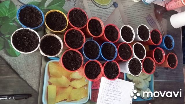 РЕЗУЛЬТАТ ВСХОЖЕСТИ СЕМЯН. СЕМЕНА ПАРТНЕР. САДЫ РОССИИ И Т.Д.