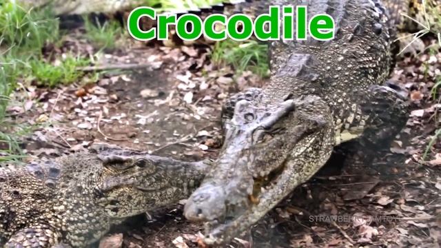 игрушки диких животных в зоопарке - изучайте имена животных с игрушками для детей