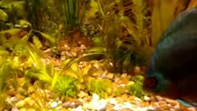 Дискусы (видео)