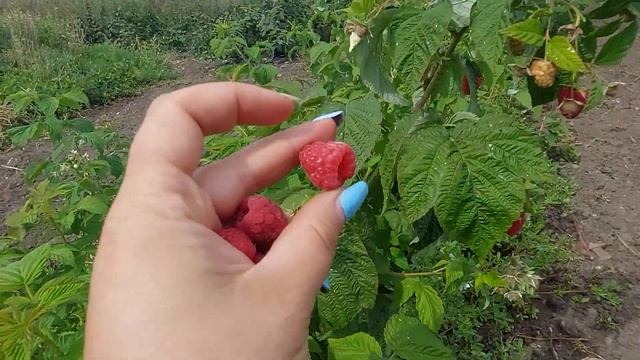 Малина Энросадира