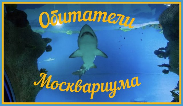 Москвариум на ВДНХ // Обзор самого большого океанариума Европы // 12 тыс. обитателей в одном видео /