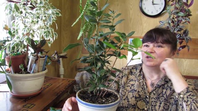ЛАВР на подоконнике.  Практические советы по уходу и размножению.
