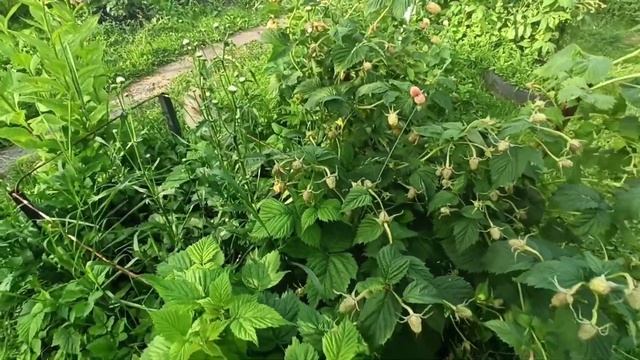 Маросейка малина летняя. Один из лучших сортов!!!