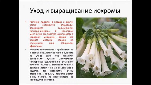 ИОХРОМА