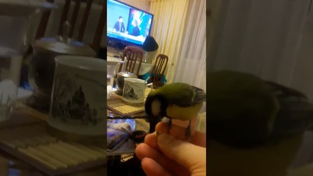 Домашняя синица.