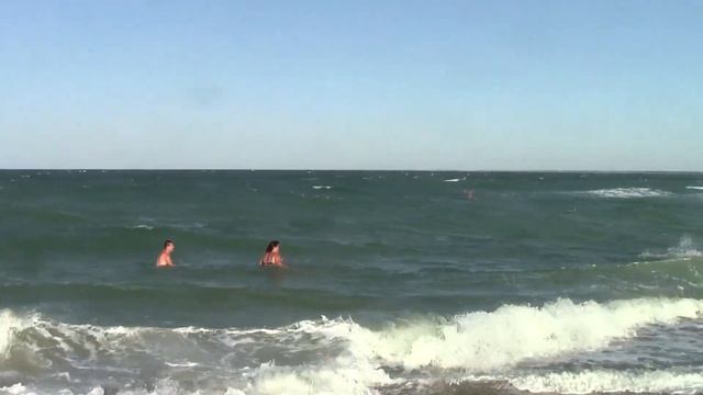 Все дельфины в ураган уплывают в океан