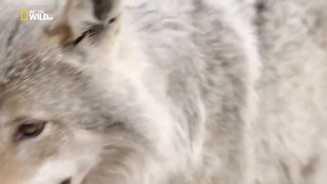 Год диких животных Сибирь