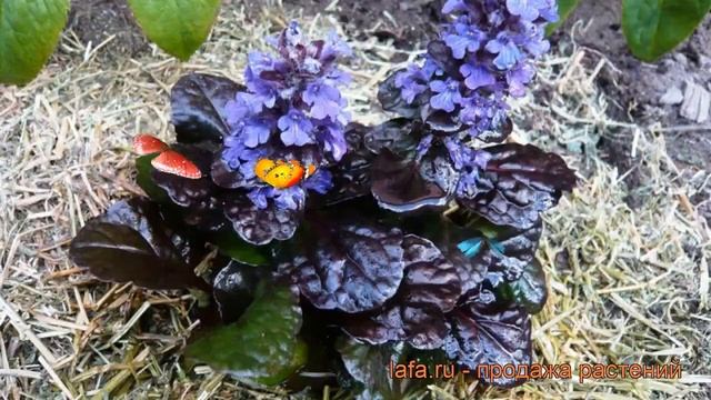 Живучка ползучая Блэк Скэллоп (black scallop) ? обзор: как сажать, рассада живучки Блэк Скэллоп