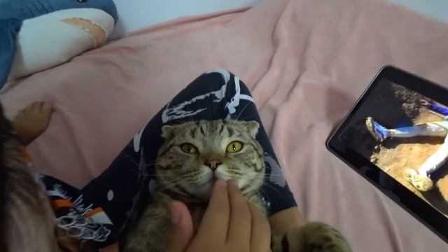 ВЛОГ Отдали Кошку Слезы и Долгожданная встреча