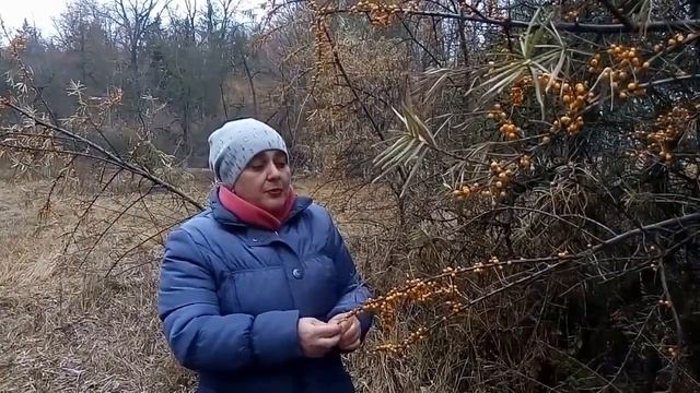 ОБЛЕПИХА.Когда и как собирать.