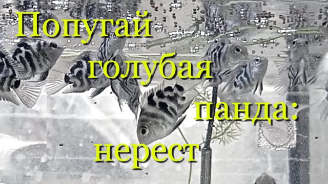 Попугай синий тигр: весь цикл размножения в домашних условиях от нереста до взрослой рыбки за 30 мин