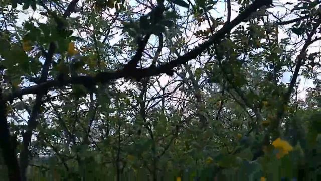 Наташа Королёва - Жёлтые Цветы. №269