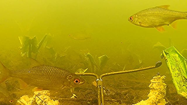 Реакция рыбы на КОРИЦУ и ВАНИЛИН!!! Подводная сьёмка.