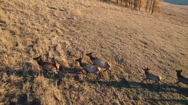 Охота на марала в горах Алтая 2024