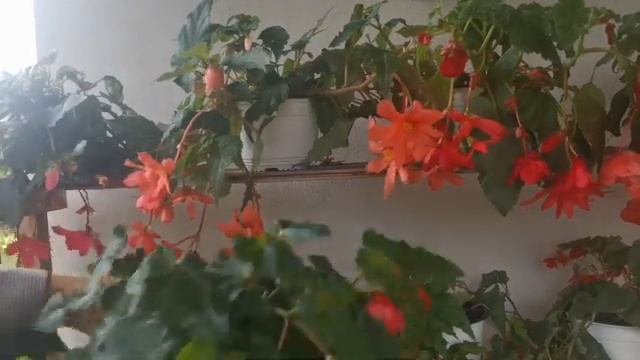 Бегония Иллюминейшн