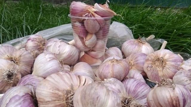 ЛУЧШИЕ СОРТА ЧЕСНОКА || КАКОЙ ЧЕСНОК ПОСАДИТЬ #чеснок #чесноковка #чеснокова