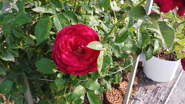 The Prince Rose (David Austin)