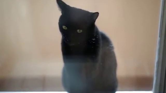 Behemoth yawns II, Бегемот зевает2