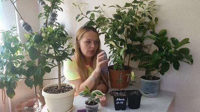 Какие цитрусы лучше для квартиры. Что заводить из цитрусов если мало места.
