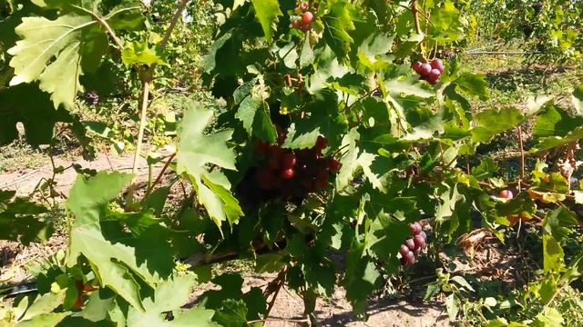 20160910 Виноград Сеня